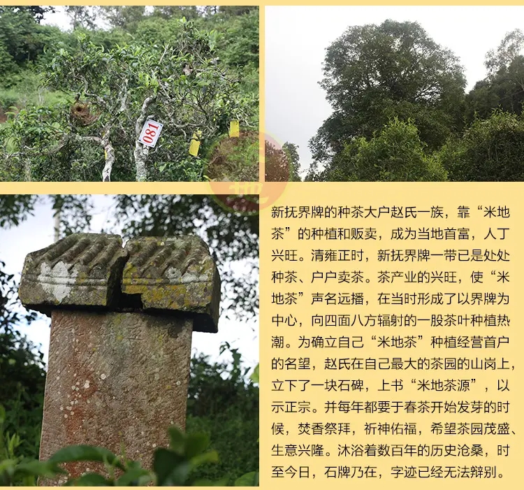 2023迷帝古樹春茶品質(zhì)如何？