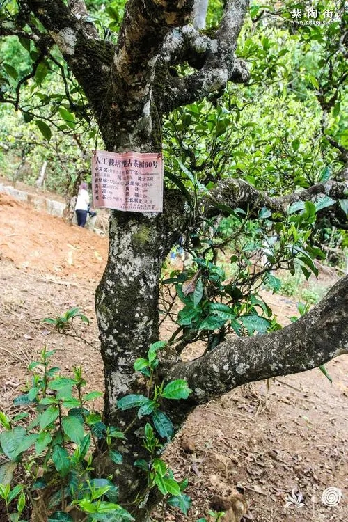 2023年小戶賽古樹春茶特點是什么？