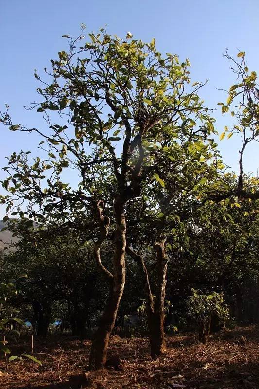 2023年小戶賽古樹春茶多少錢一公斤？