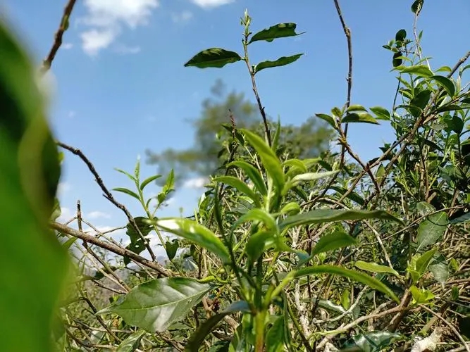 2023年昔歸古樹春茶價(jià)格是多少？