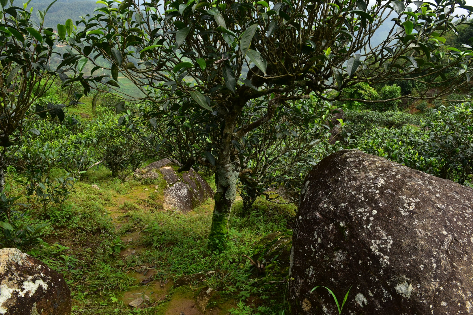 2023年邦東古樹春茶特點(diǎn)是什么？