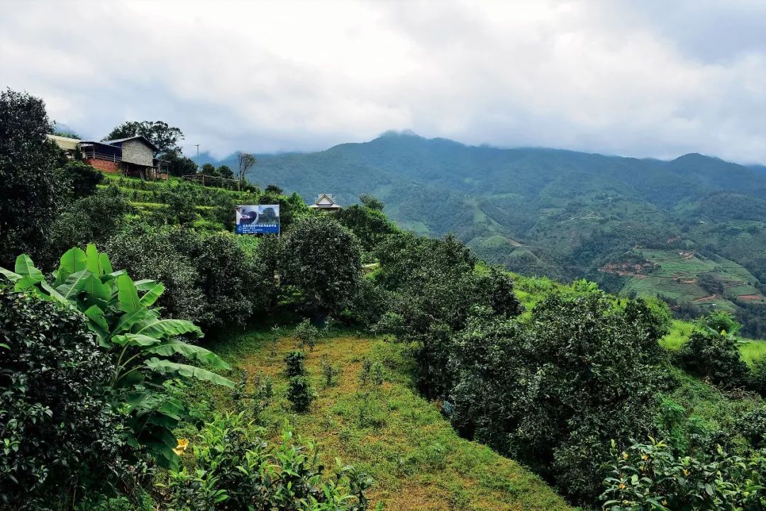 2023年邦東古樹春茶多少一公斤？