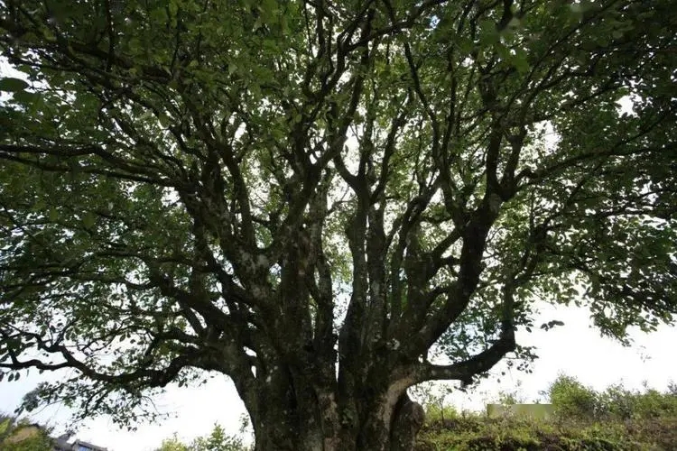 2023年香竹箐古樹春茶品質(zhì)怎么樣？