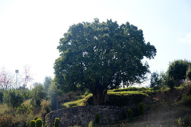 2023年香竹箐古樹春茶特點(diǎn)是什么？