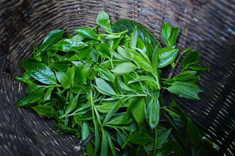 2023年香竹箐古樹春茶多少一公斤？