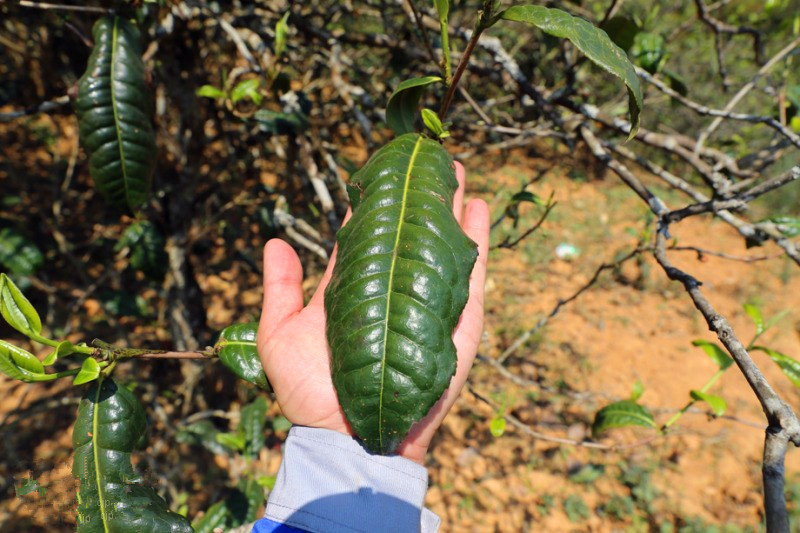 2023年忙肺古樹春茶品質(zhì)怎么樣？