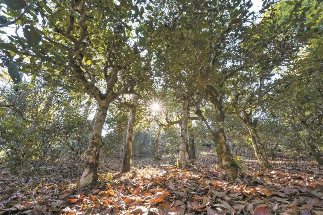 2023年忙肺古樹(shù)春茶特點(diǎn)是什么？