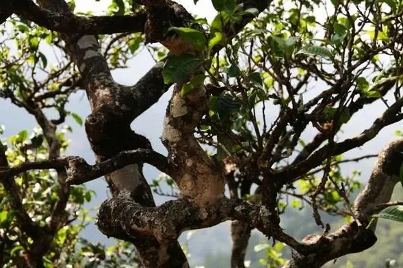 2023年忙肺古樹(shù)春茶價(jià)格是多少？