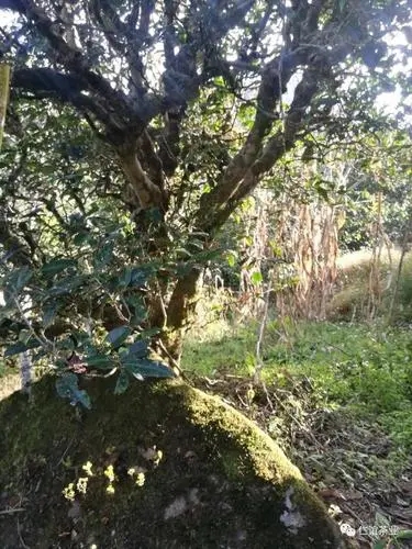 2023年那罕古樹(shù)春茶口感怎么樣？