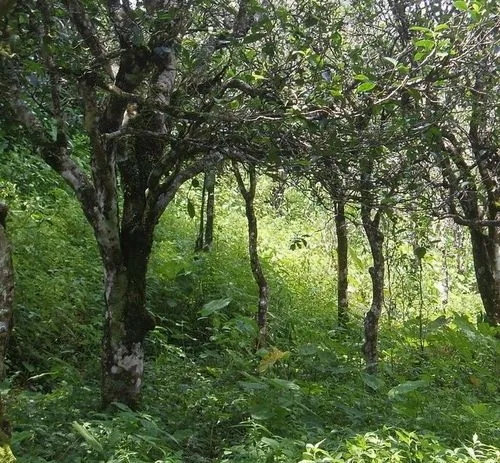 2023年小戶(hù)賽古樹(shù)春茶價(jià)格多少？