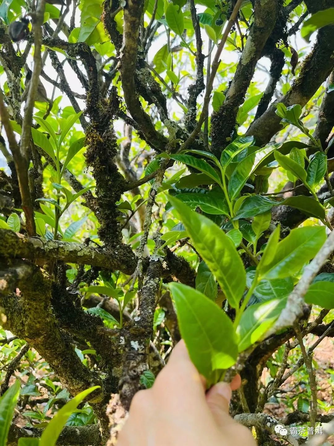 2023年正氣塘古樹(shù)春茶品質(zhì)如何？