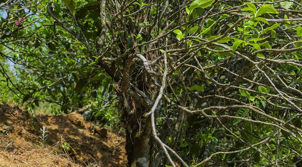 2023年正氣塘古樹(shù)春茶特點(diǎn)是什么？