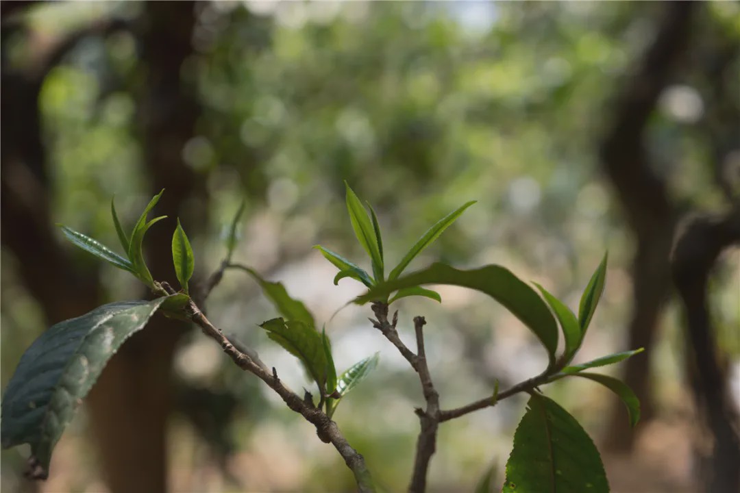 2023年壩糯古樹春茶品質(zhì)如何？