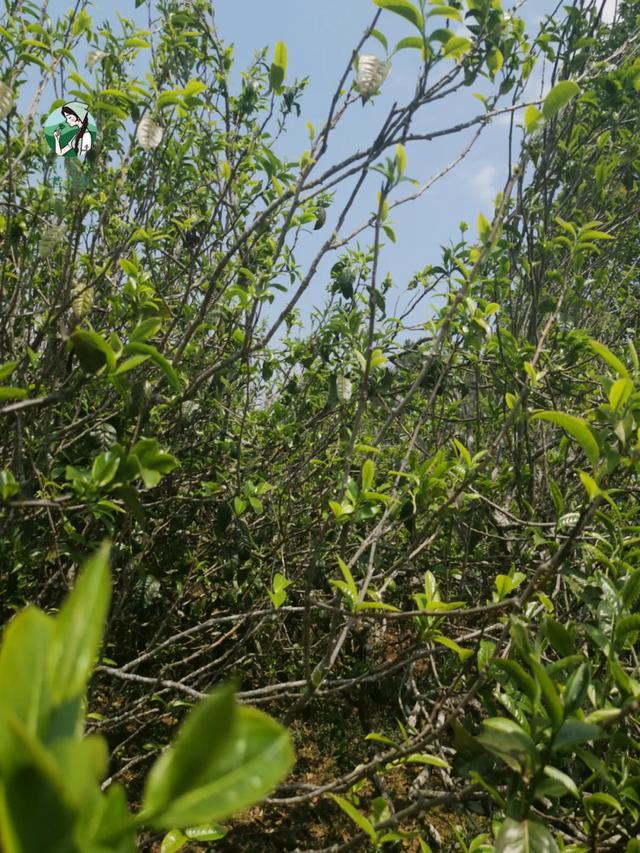 2023年壩糯古樹春茶價格是多少？