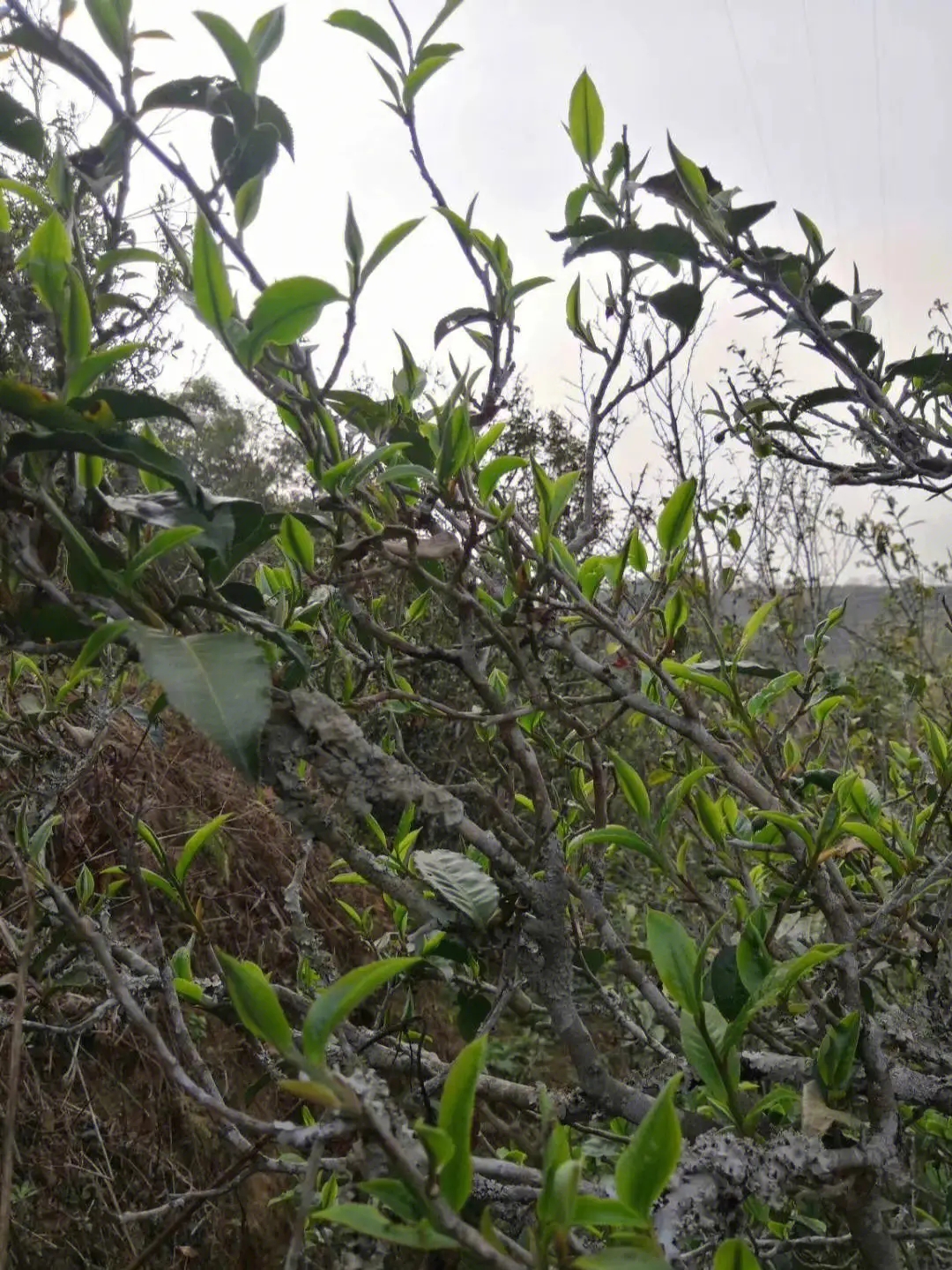 2023年壩糯古樹春茶多少一公斤？