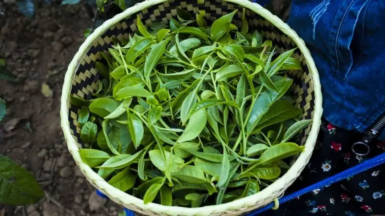 2023年那蕉古樹春茶特點是什么？