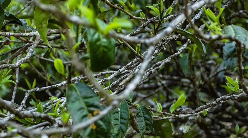 2023年那蕉古樹春茶多少一公斤？