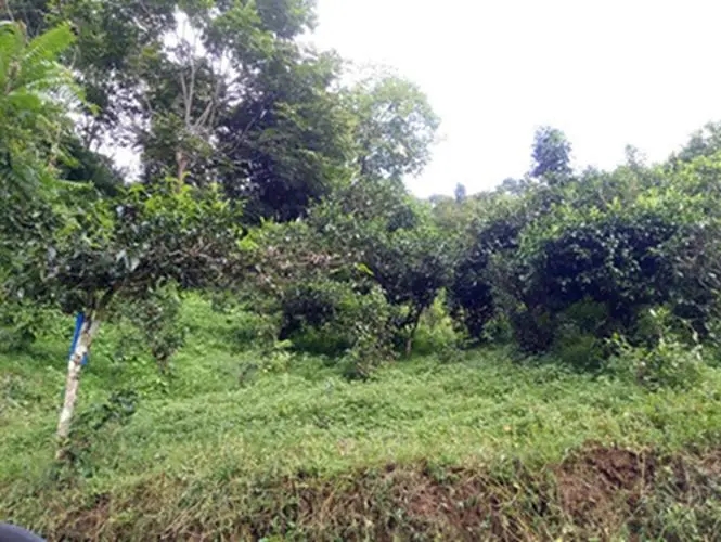 2023年南迫古樹春茶品質(zhì)怎么樣？