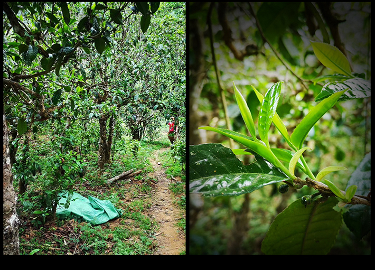 2023年南迫古樹春茶特點是什么？