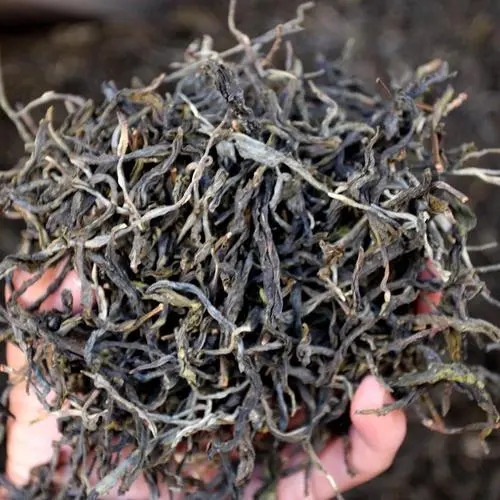 2023年地界古樹春茶品質(zhì)如何？