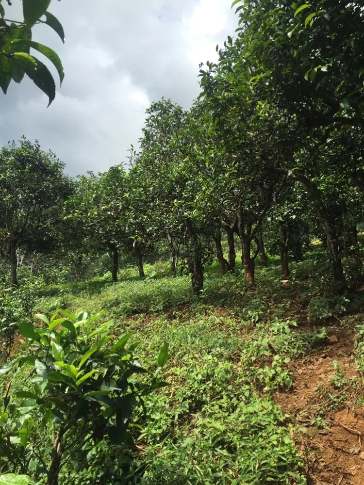 2023年地界古樹春茶特點(diǎn)是什么？