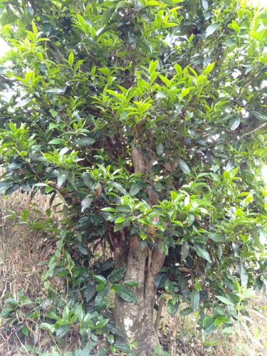 2023年壩歪古樹春茶口感怎么樣？