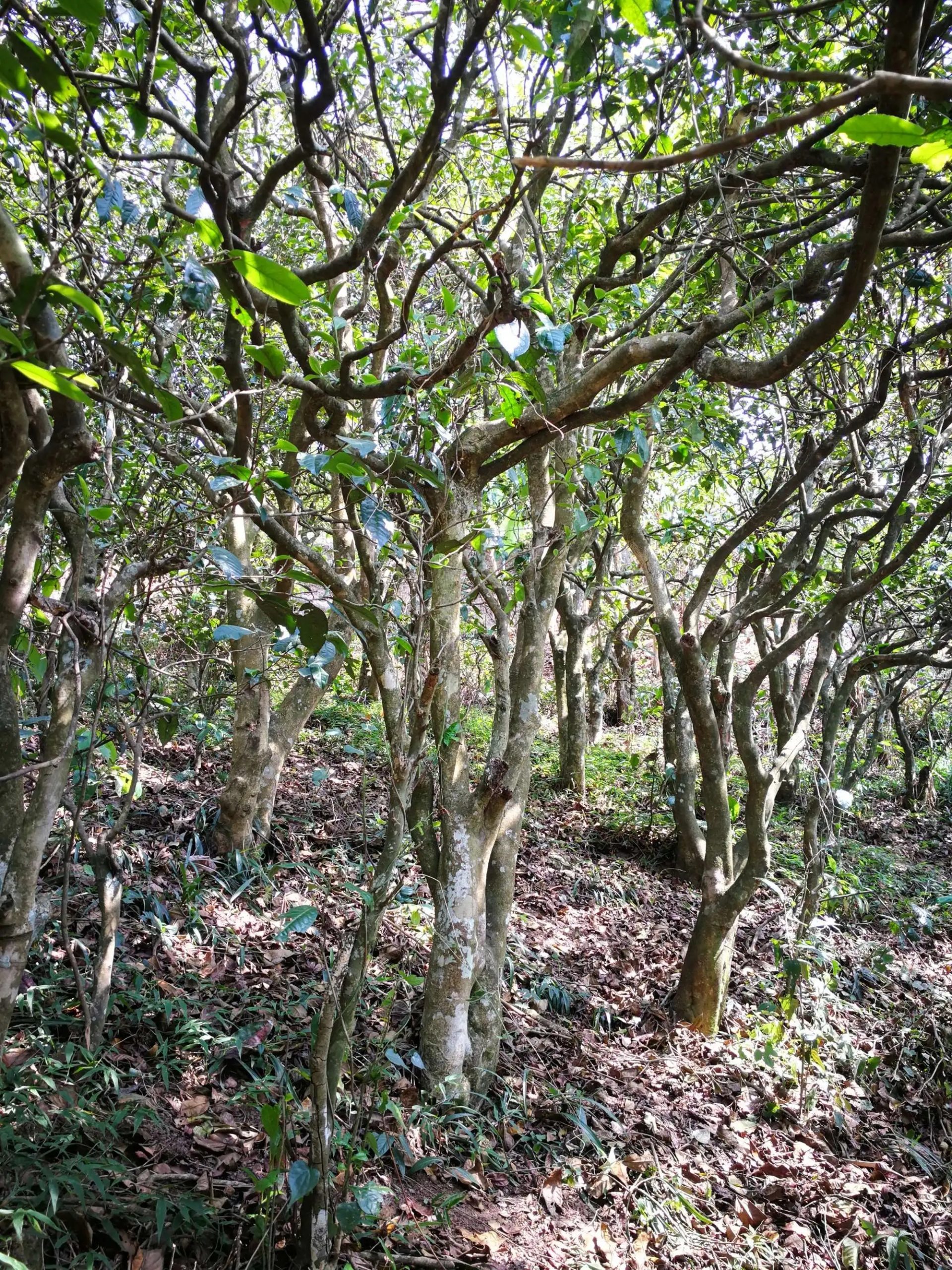 2023年糯伍古樹春茶多少一公斤？