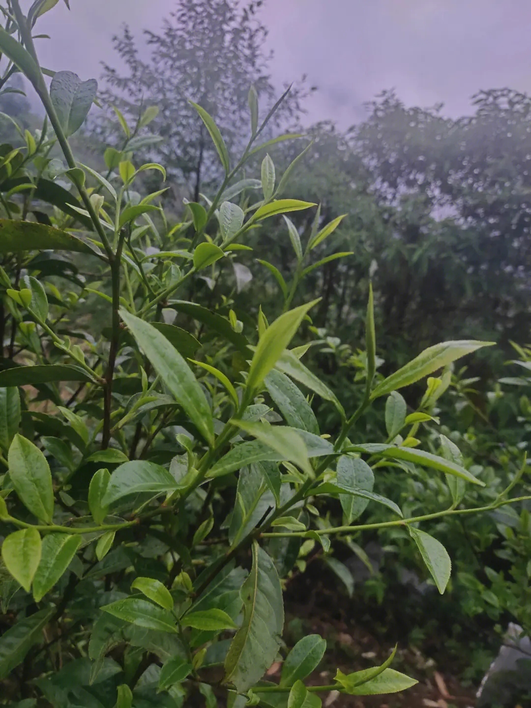 2023年薄荷塘古樹春茶特點(diǎn)？