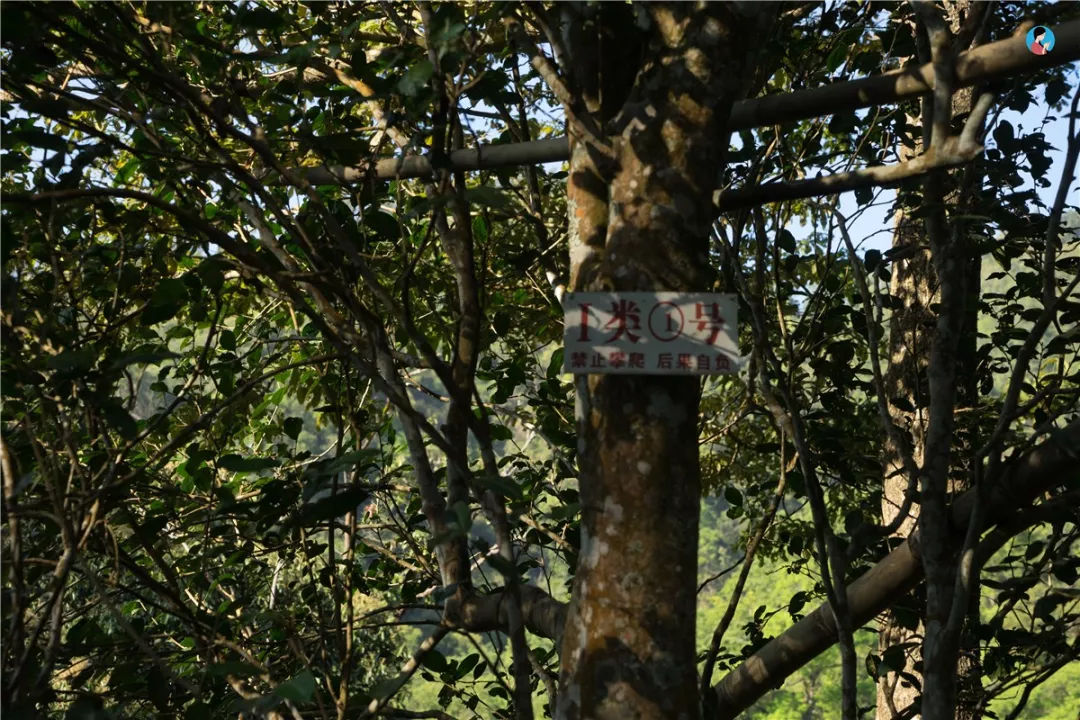 2023年薄荷塘古樹春茶價(jià)格是多少？