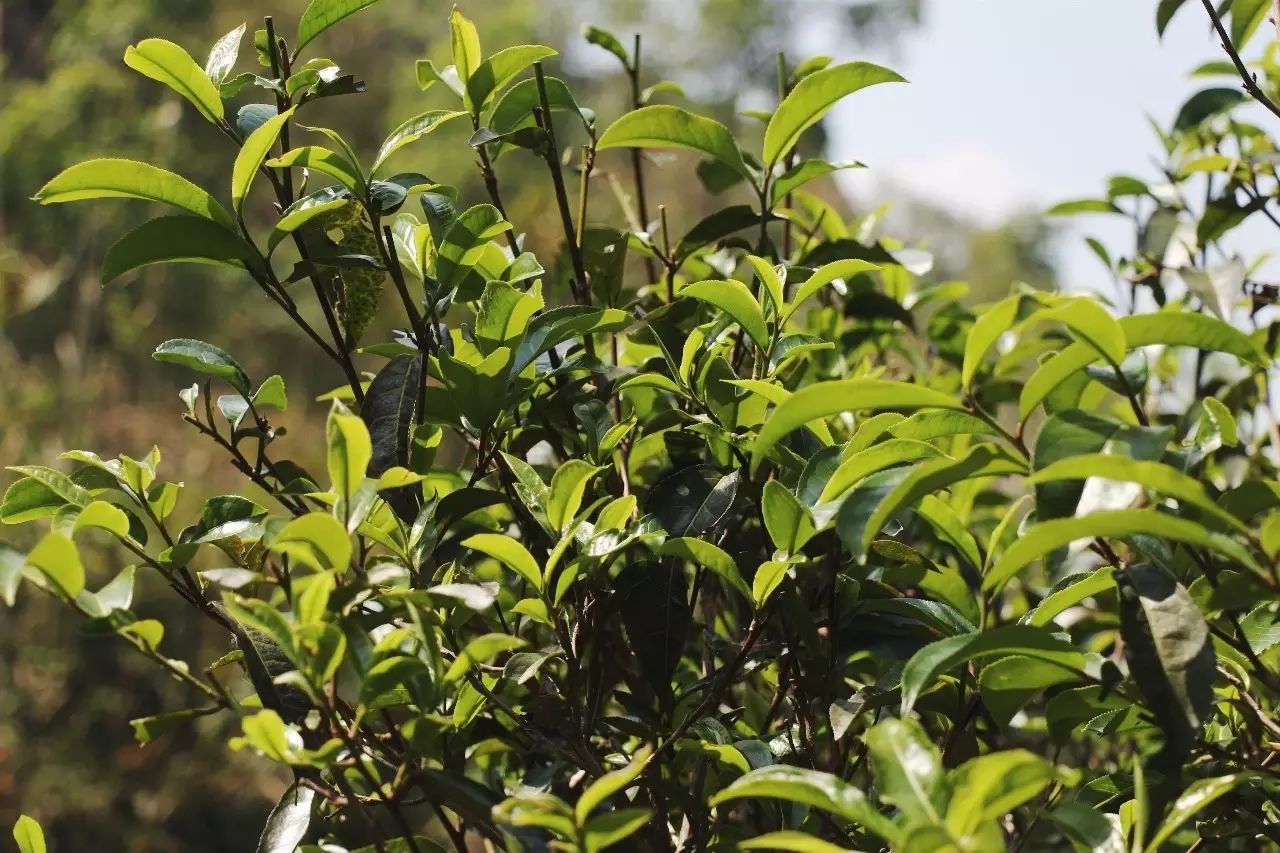 2023年彎弓古樹春茶品質(zhì)如何？