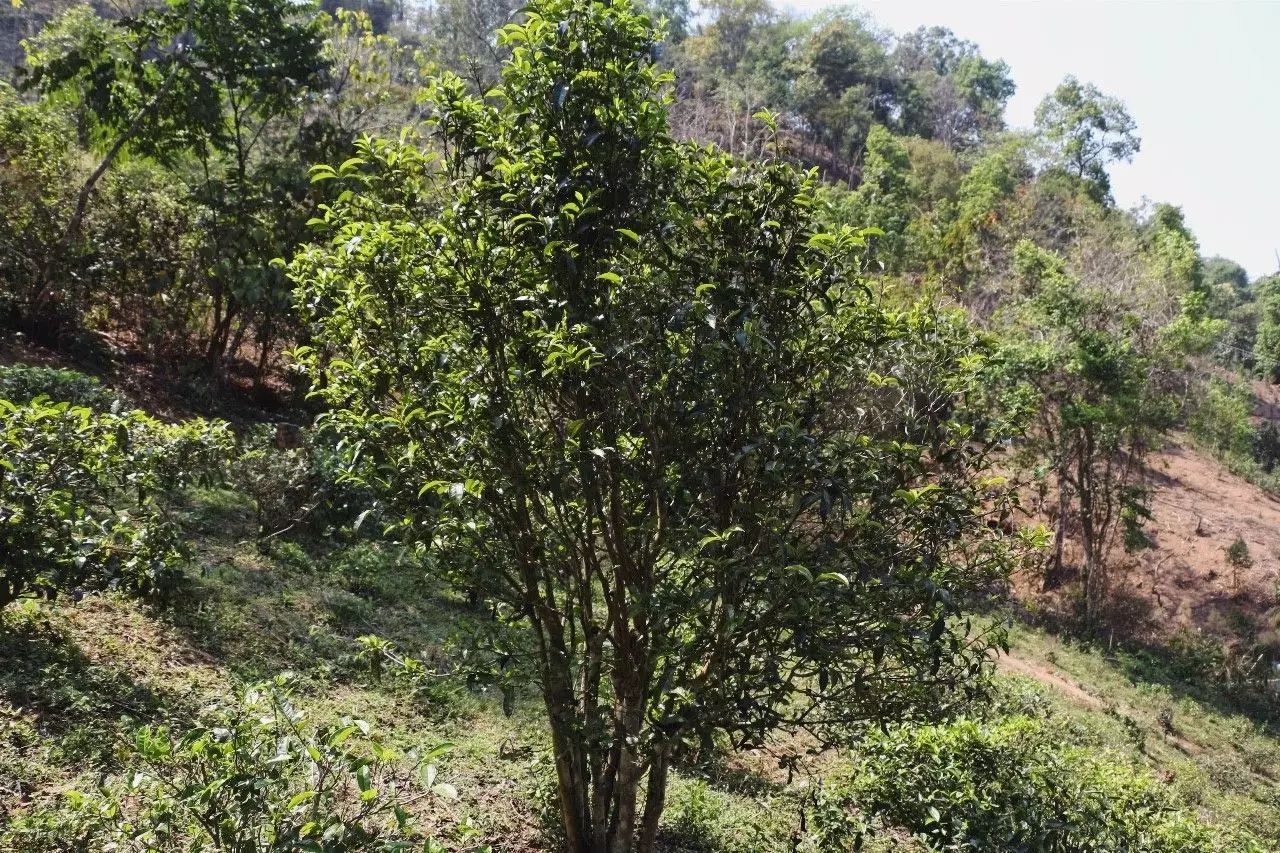 2023年彎弓古樹春茶價(jià)格是多少？