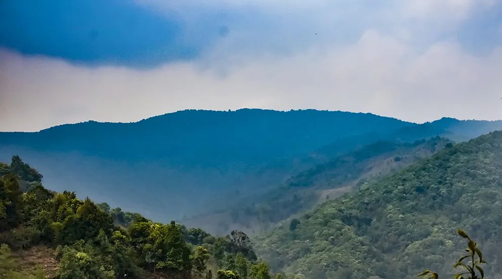 2023年勐庫(kù)大忠山古樹(shù)春茶品質(zhì)怎么樣？