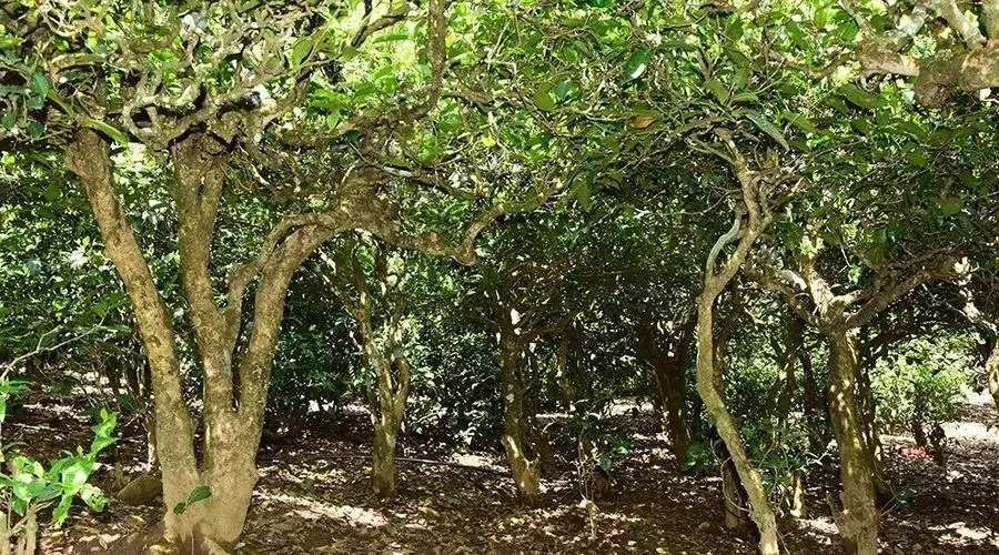 2023年勐庫(kù)大忠山古樹(shù)春茶多少錢(qián)一公斤？