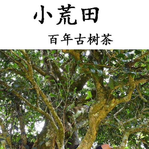 2023年勐庫(kù)小荒田古樹(shù)春茶特點(diǎn)？