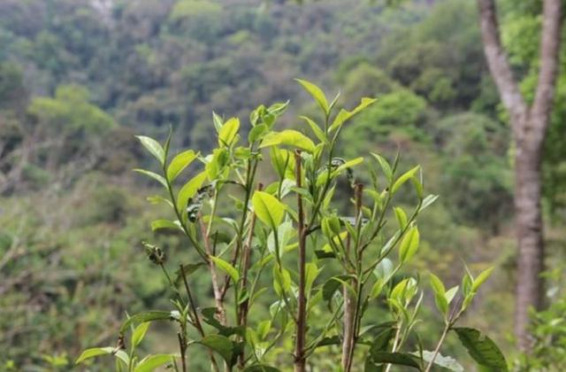 2023年勐庫(kù)那蕉古樹(shù)春茶品質(zhì)如何？