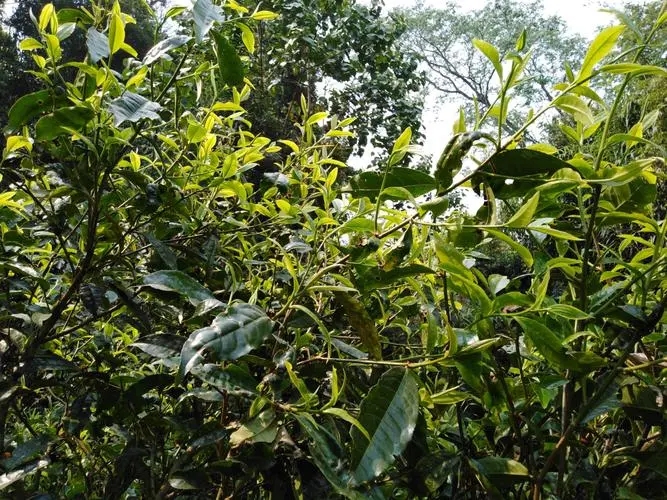 2023年勐庫河邊寨古樹特點(diǎn)是什么？