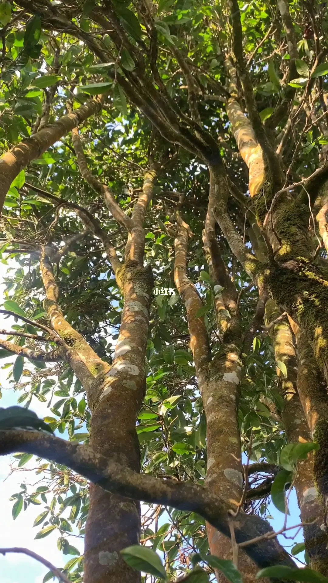 2023年勐庫河邊寨古樹春茶品質(zhì)如何？