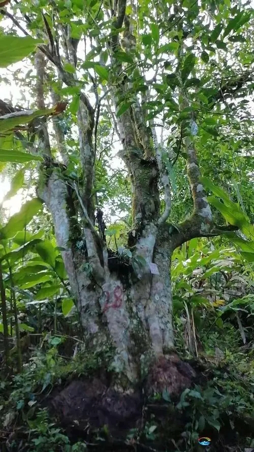 2023年麻栗坡古樹春茶品質(zhì)如何？