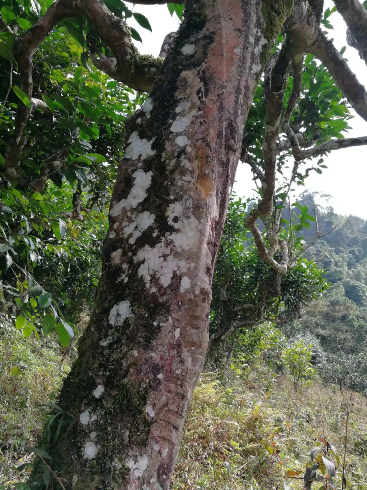 2023年麻栗坡古樹春茶特點(diǎn)是什么？