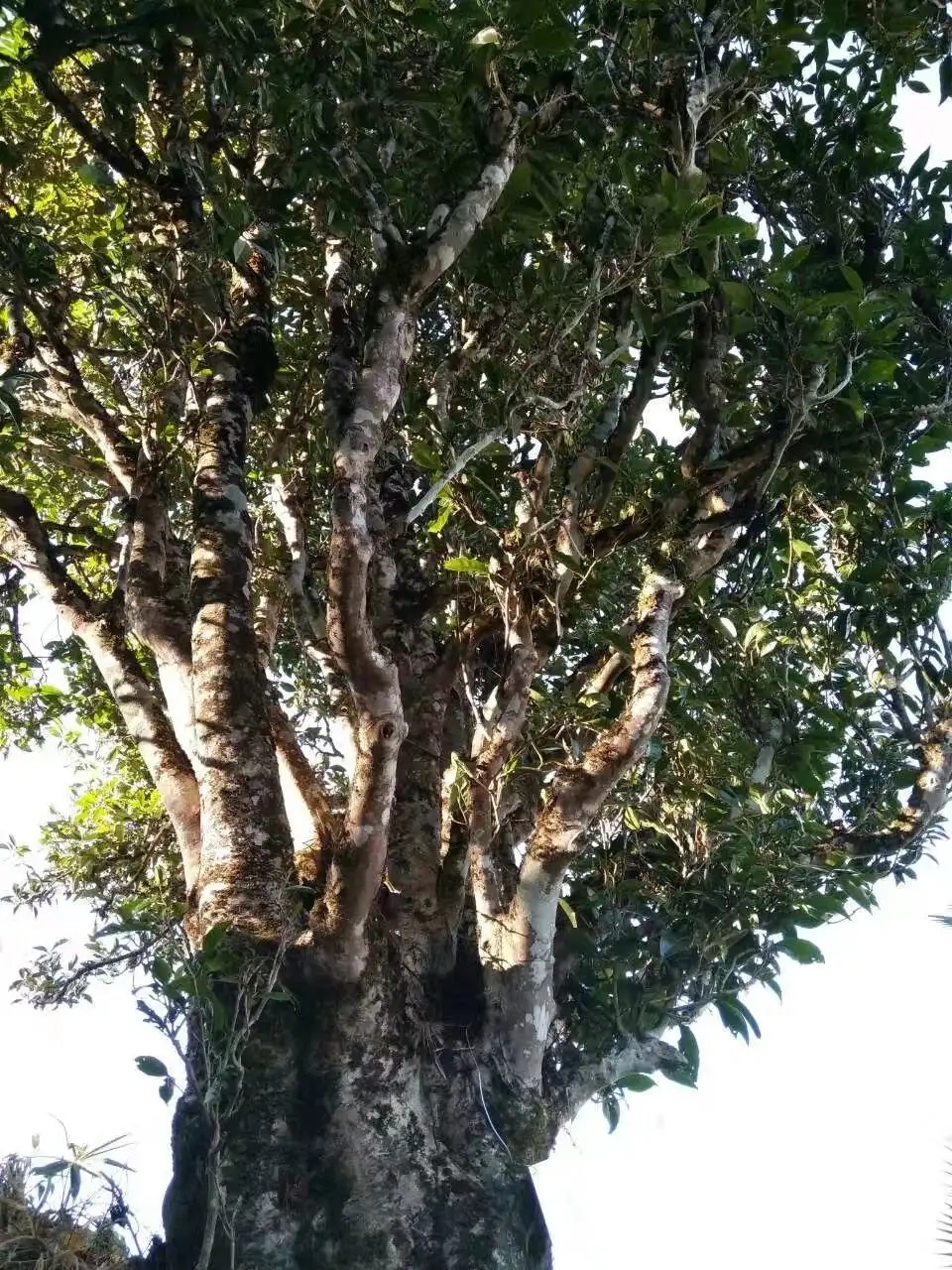 2023年麻栗坡古樹春茶口感怎么樣？