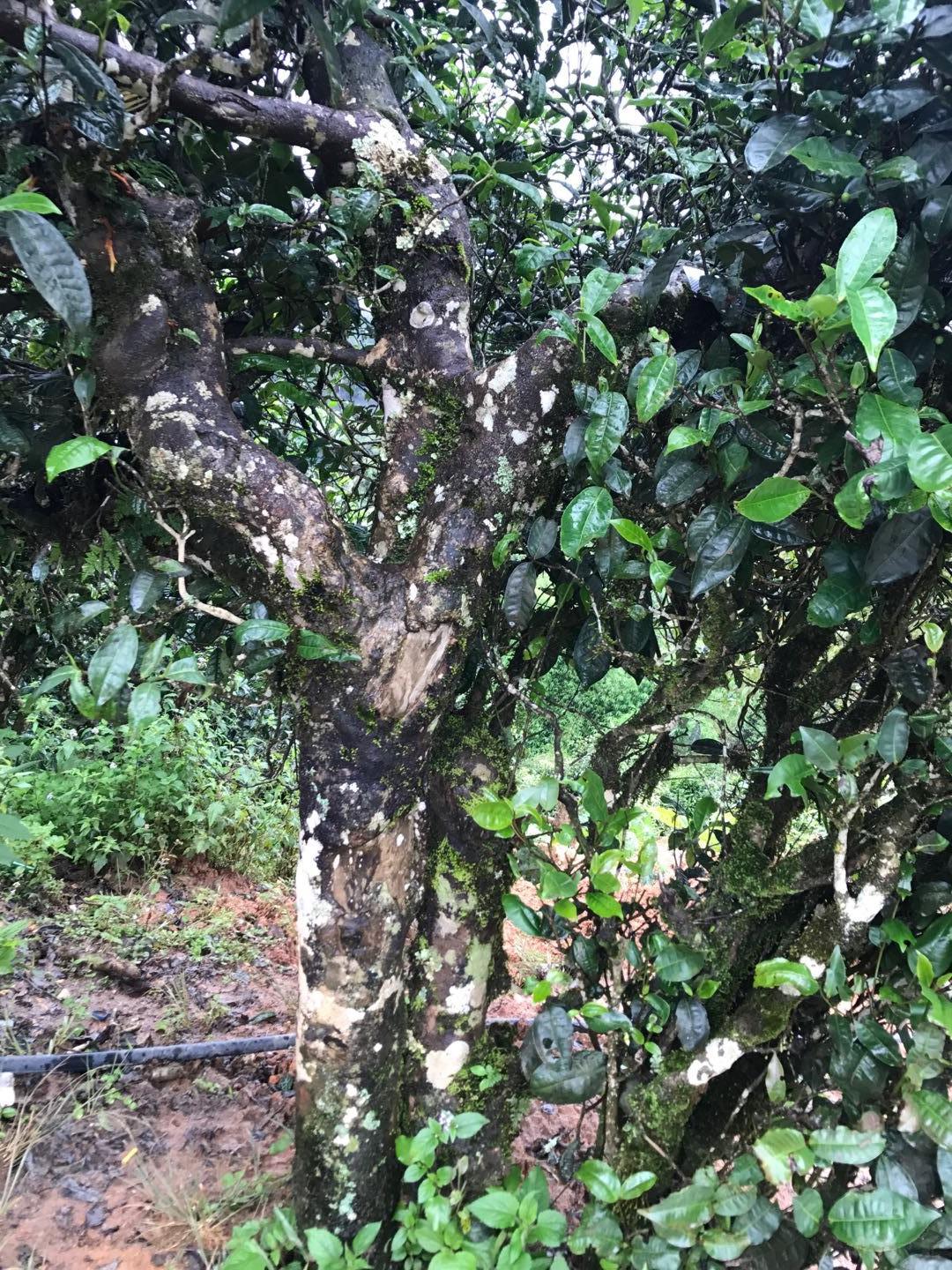 2023年麻栗坡古樹春茶價(jià)格是多少？