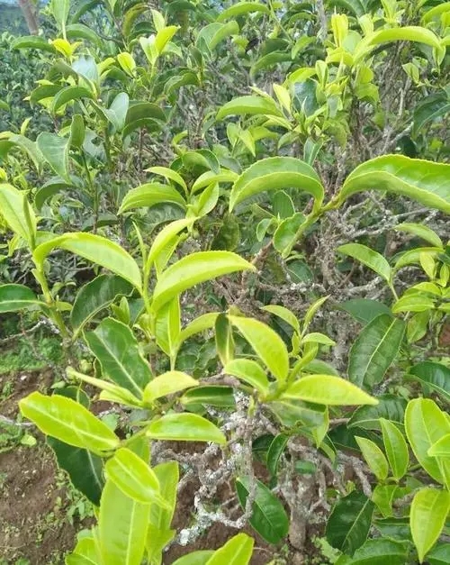 2023年鍋底塘古樹春茶品質(zhì)怎么樣？