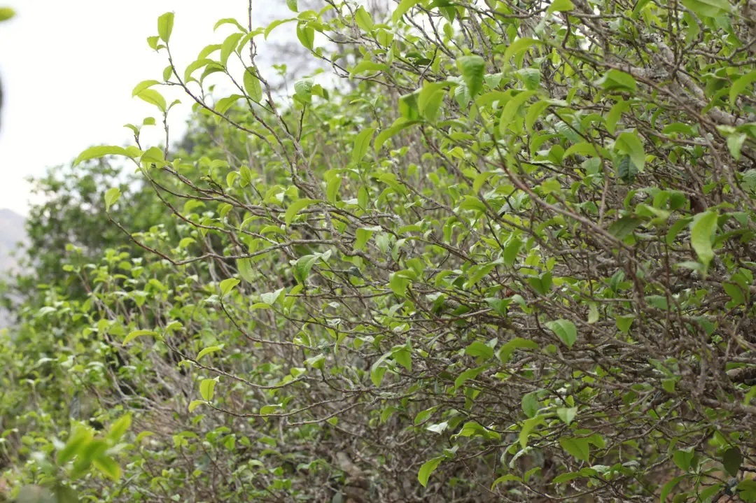 2023年鍋底塘古樹春茶價(jià)格多少？