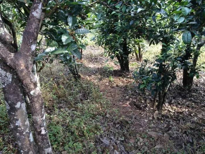 2023年永德大雪山古樹春茶價(jià)格是多少？