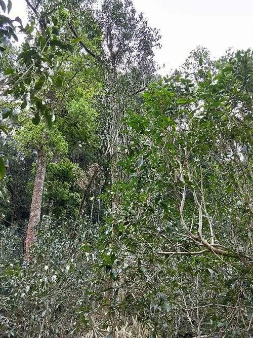 2023年多依樹古樹春茶品質(zhì)如何？