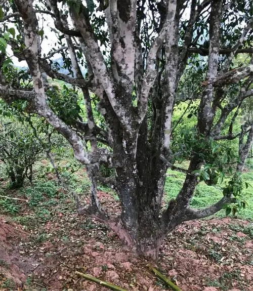 2023年易武張家灣古樹春茶特點是什么？