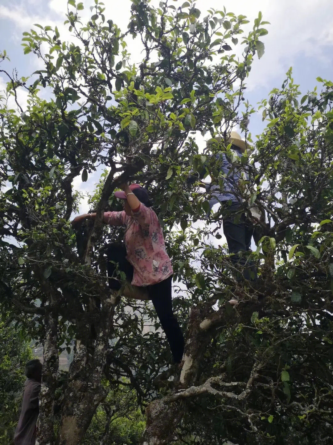 2023年寧洱擺尾箐古樹春茶特點是什么？