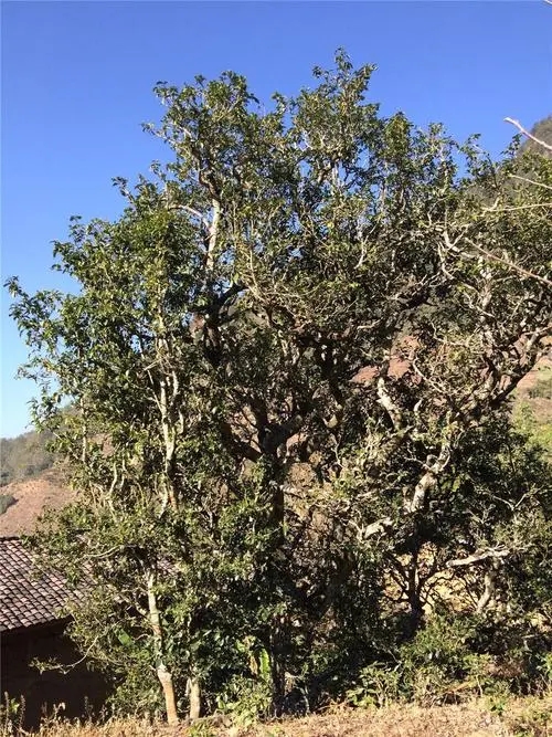 2023年寧洱擺尾箐古樹春茶價格是多少？