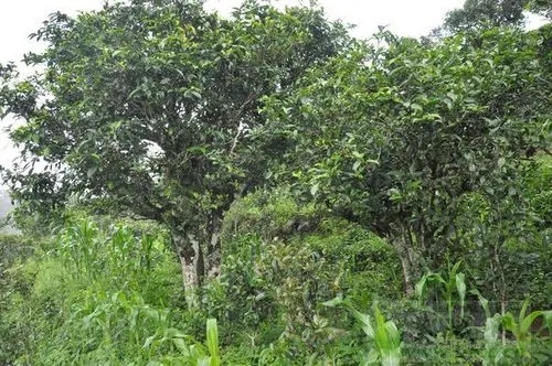 2023年鎮(zhèn)沅老海塘古樹春茶特點 是什么？