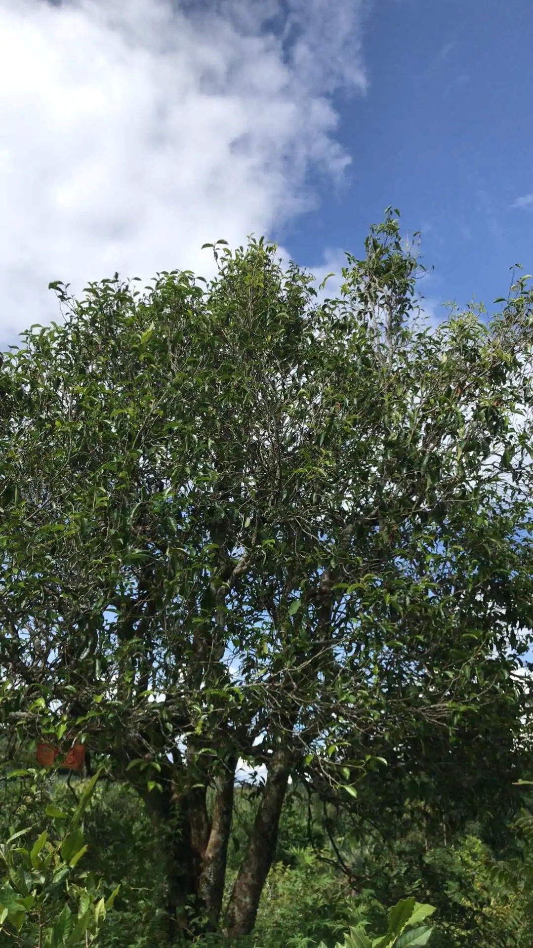 2023年鎮(zhèn)沅老烏山古樹春茶口感怎么樣？